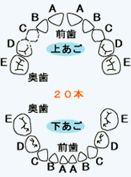 歯の生える時期